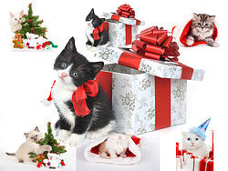 猫猫过圣诞高清图片集