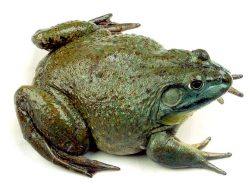 牛蛙高清图片