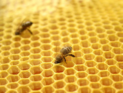 蜜蜂蜂巢高清图片