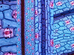 微观细胞高清图片