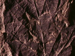 树叶化石创意高清图片2