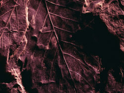 树叶化石创意高清图片