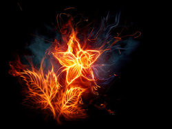 燃烧的火焰花朵图片素材-6