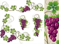 紫葡萄串和葡萄叶矢量图