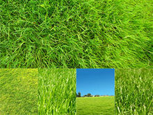 绿色草地草丛特写高清图片-2