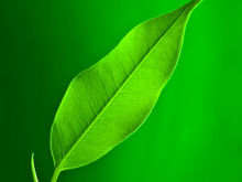 绿色树叶植物特写高清图片-4