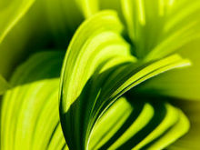 绿色树叶植物特写高清图片-3