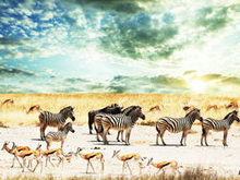 羚羊,斑马自然幻想高清图片