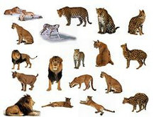 狮子和豹子动物高清图