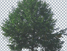 树木大树PS笔刷（附PSD源文件）