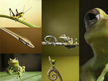 青蛙蛇蚂蚱高清图片