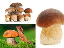 菌类蘑菇高清图片4