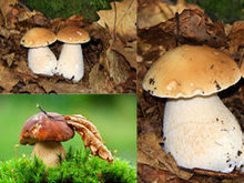 菌类蘑菇高清图片3