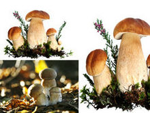 菌类蘑菇高清图片