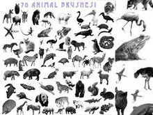 宠物、家畜、昆虫、鸟类动物PS笔刷
