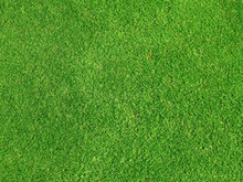绿色草地草坪高清图片5