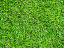 绿色草地草坪高清图片3