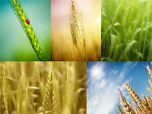 小麦植物高清图片