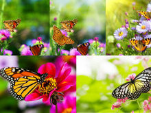 花朵花卉蝴蝶高清图片
