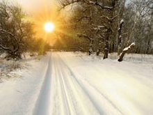 冬季阳光森林景观高清图片