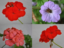 多种类精美菊花高清图片3