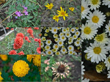 多种类精美菊花高清图片