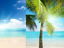 沙滩海边椰子树风景高清图片