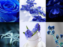 宁静素雅蓝色花卉高清图片