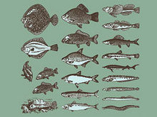 素描鱼类矢量图