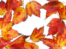 秋天枫叶树叶边框高清图片
