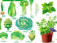 绿色蔬菜实物矢量图