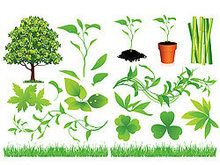 绿色植物叶子系列矢量图