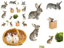 可爱小白兔高清图片2