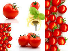 番茄西红柿圣女果高清图片