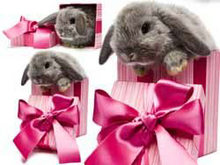 礼品盒兔子高清图片2