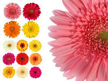 五颜六色的雏菊花朵高清图片