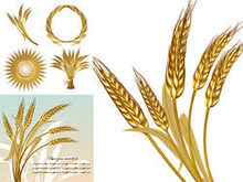 金色小麦麦穗矢量图