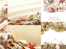 沙滩海螺贝壳高清图片
