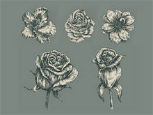 素描玫瑰花花朵矢量图