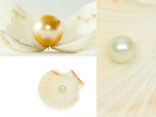 珍珠蚌贝壳高清图片2