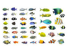 观赏鱼热带鱼高清图片