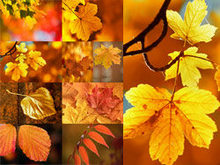 秋季秋叶落叶高清图片
