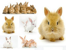 可爱小兔子高清图片