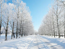 冬季雪景景观高清图片7