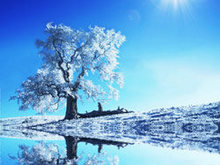 冬季雪景景观高清图片