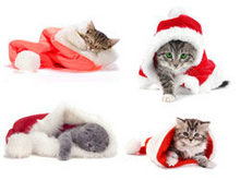 可爱猫猫圣诞帽高清图片