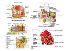 人体器官结构图说明矢量图