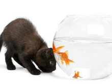 猫咪金鱼高清图片