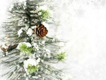 精美圣诞树高清图片2
