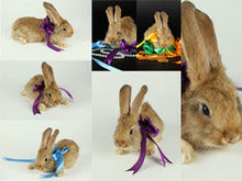 可爱兔子与丝带高清图片